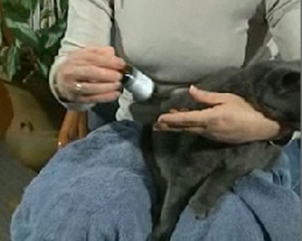 Giving liquid medication to your cat